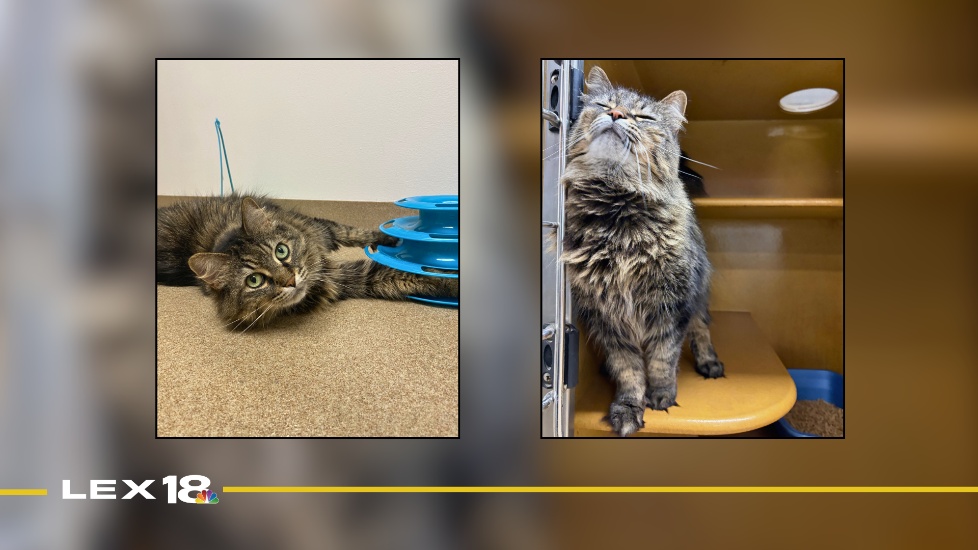 Featured Image Custom Edit (41).png