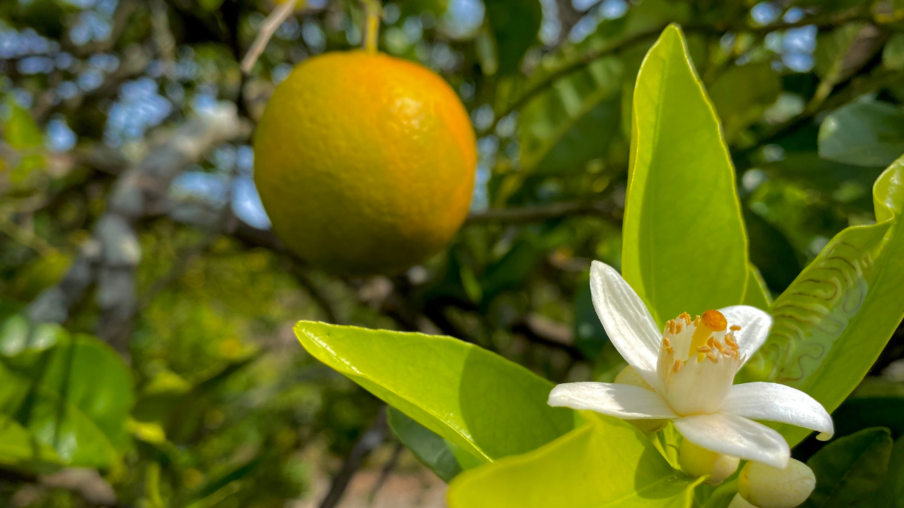 Citrus Greening Chad Mills WFTS3.png