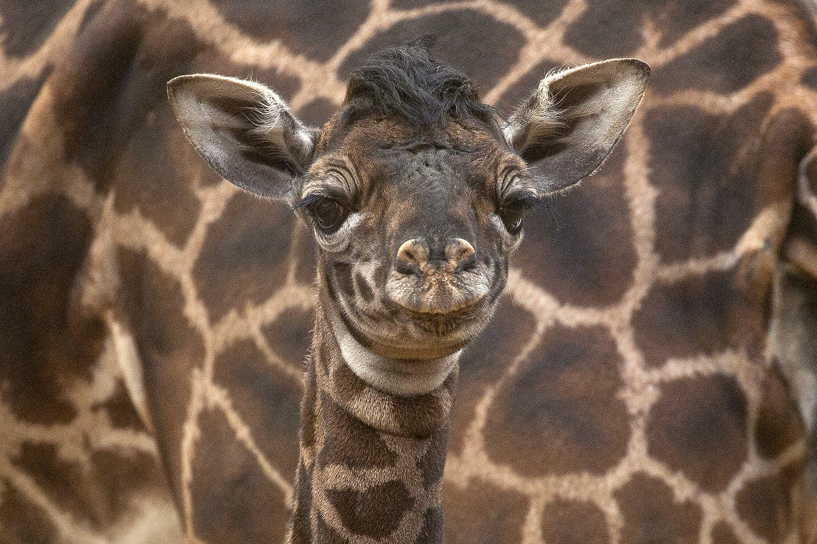 Giraffe Calf Mawe Gets a Name at the San Diego Zoo