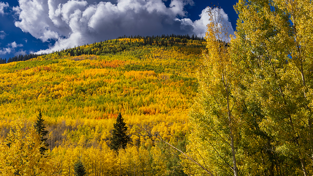 aspen trees.png