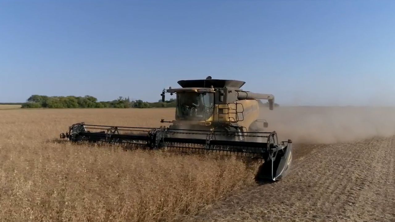 pulse crops.jpg