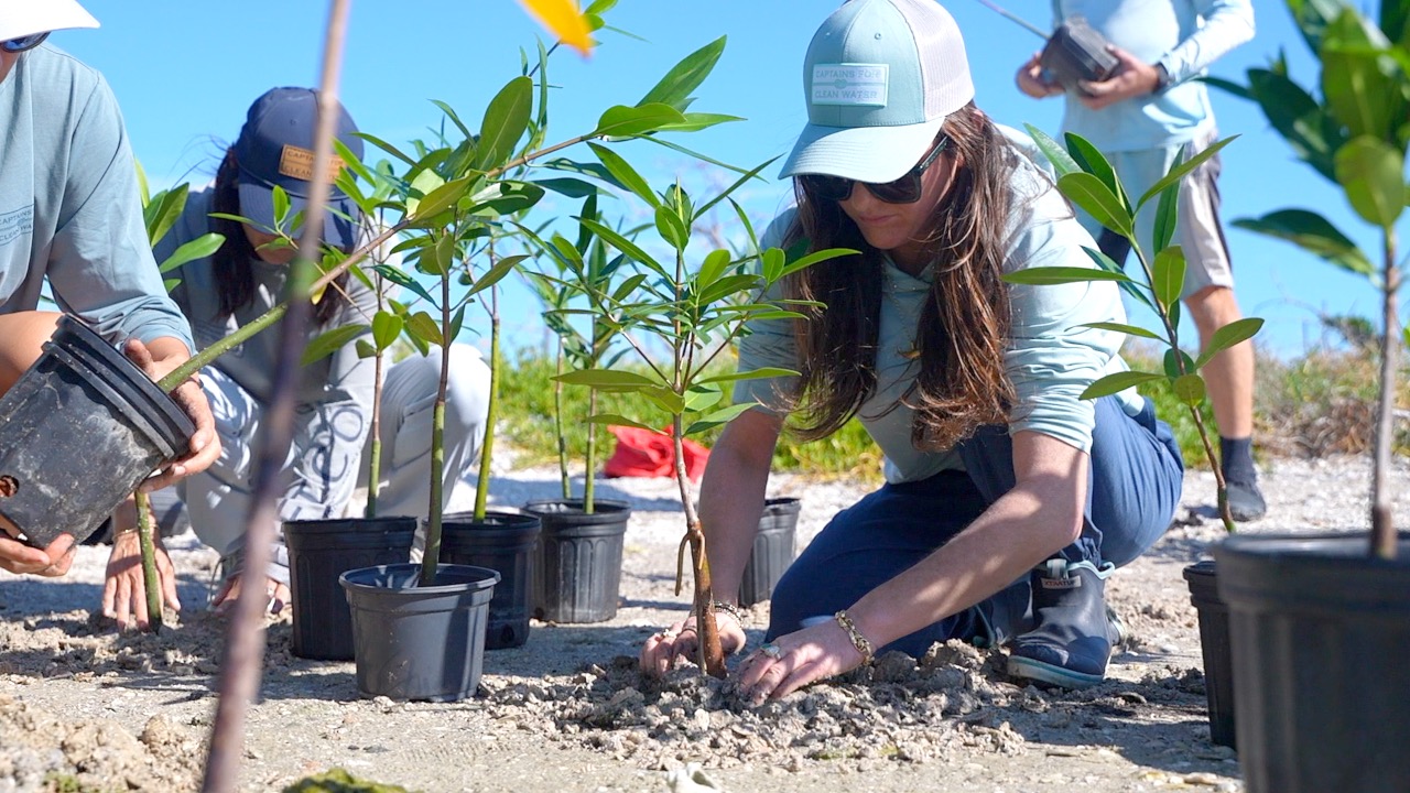 SANIBEL MANGROVE PLANTING thumbnail.jpg