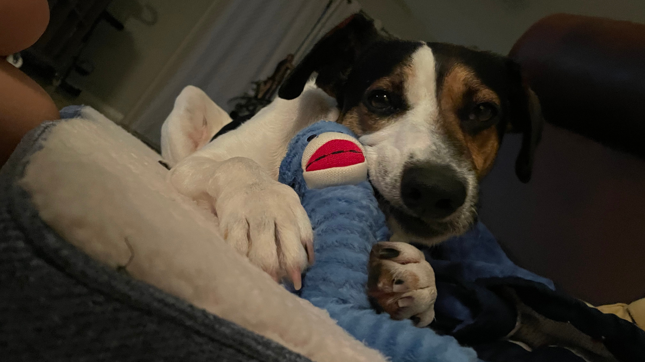 Tully's Tails Jarvis2.png