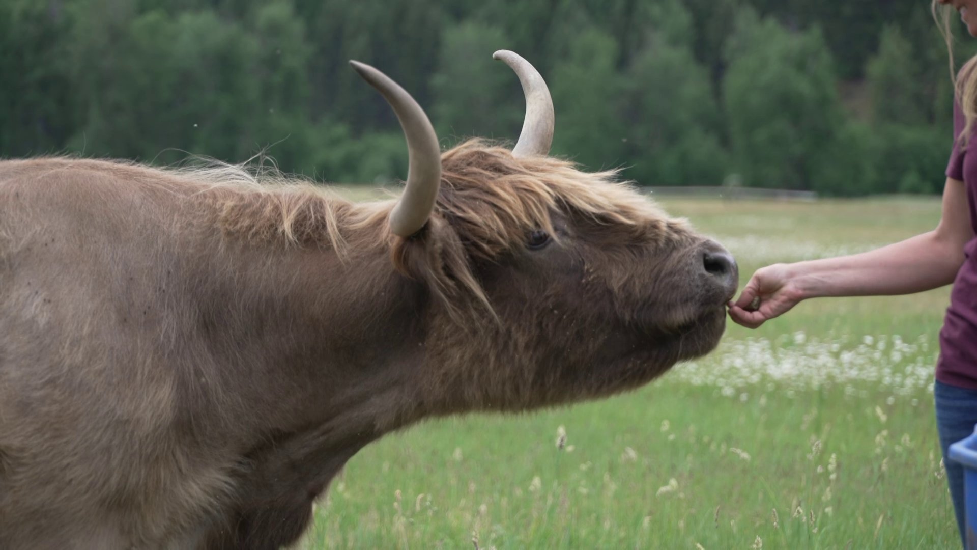 Montana Ag Network: Fluffy cows, horses, and family traditions