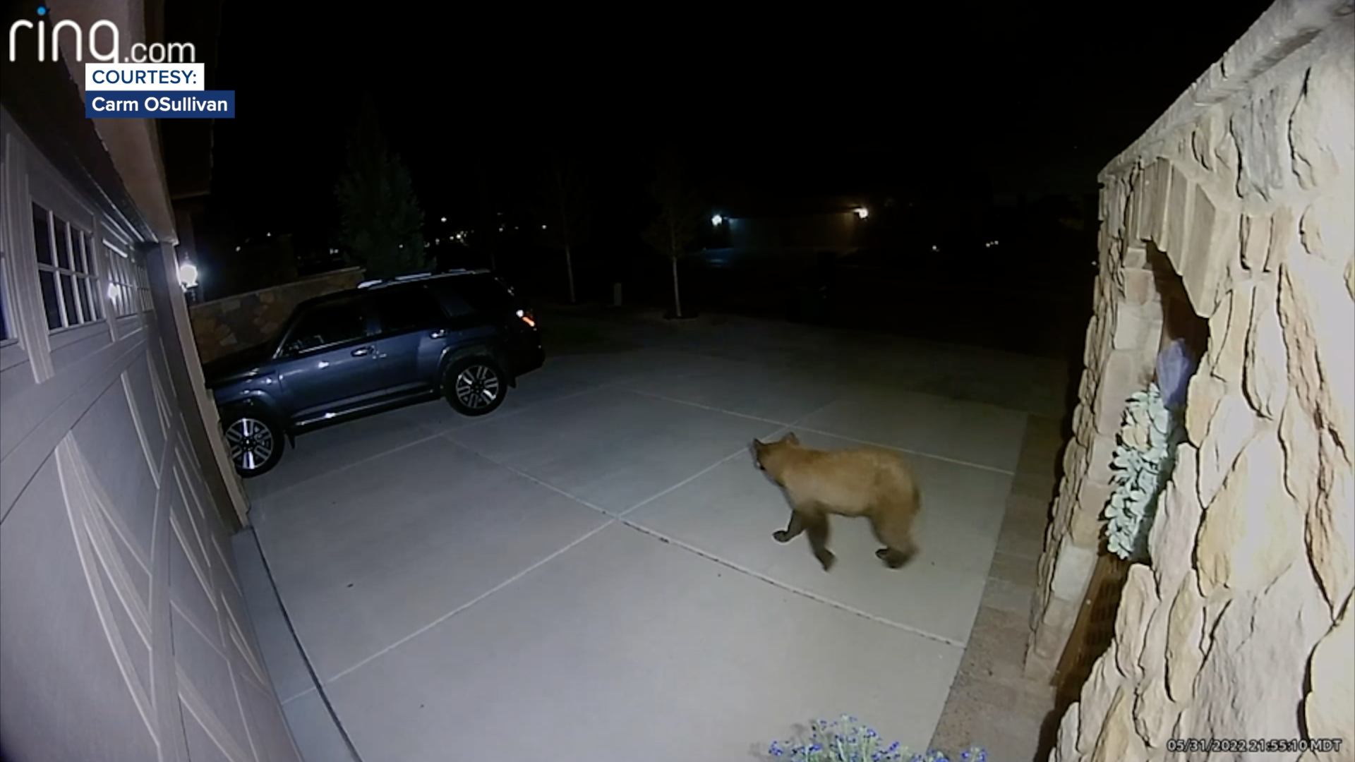 Bear caught on camera in Flying Horse