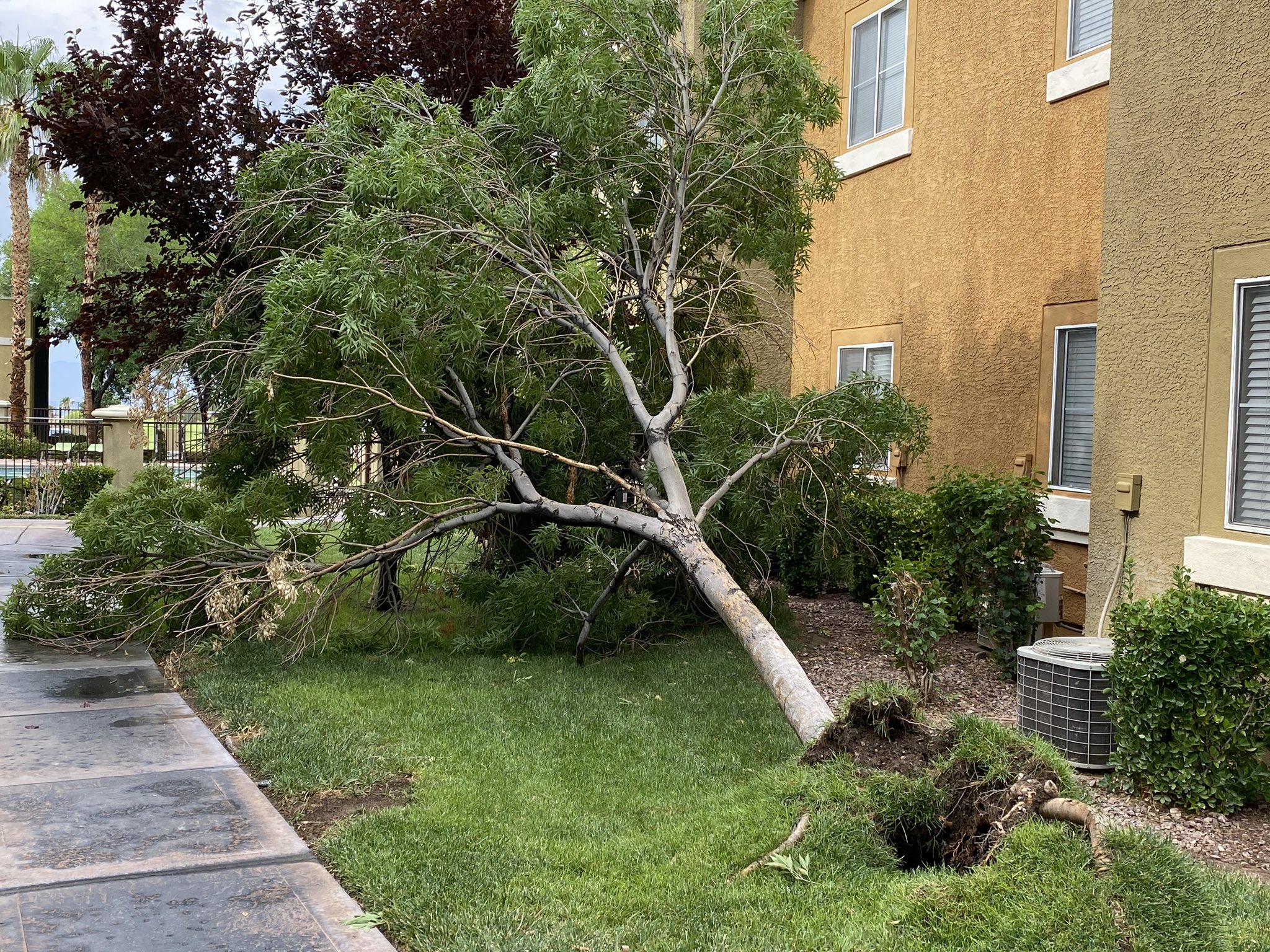 downed tree dani.jpeg