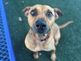 Pet of the Week Nina.png