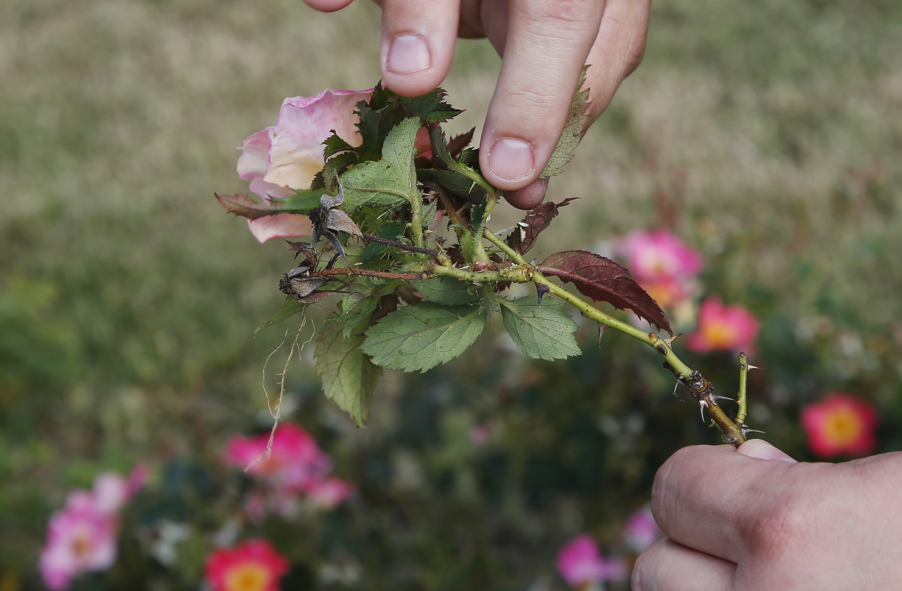 Deadly Rose Disease