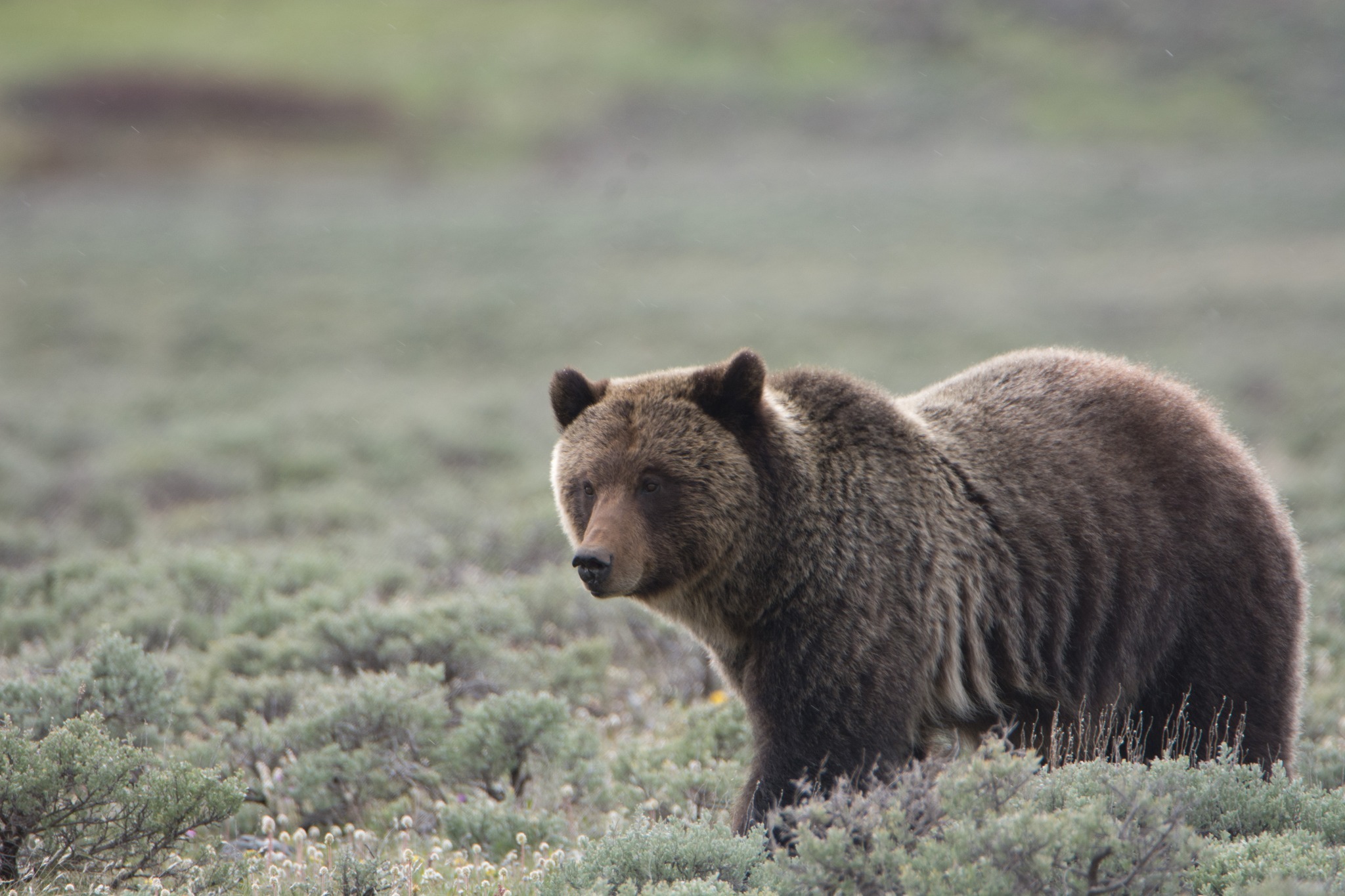 Grizzly Bear.jpg