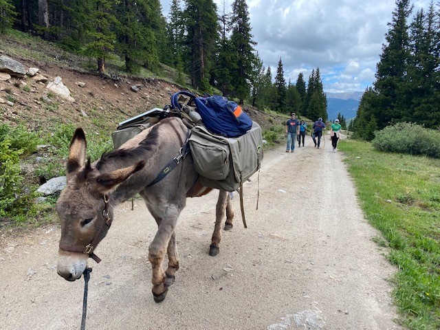Pack Burro Picnic