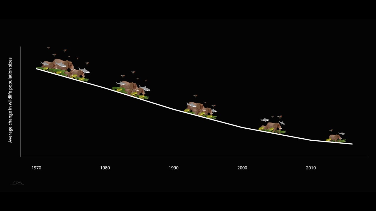 Wildlife populations declining at ‘unprecedented’ rate due to humans, WWF report says