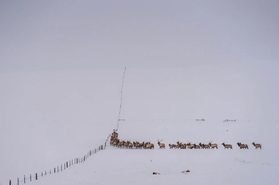 elk in northwest colorado winter 2022-2023
