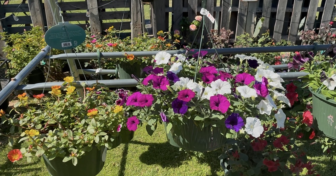Photo by: Jessica Poole

Flower bed at Succs N Such plant nursery.