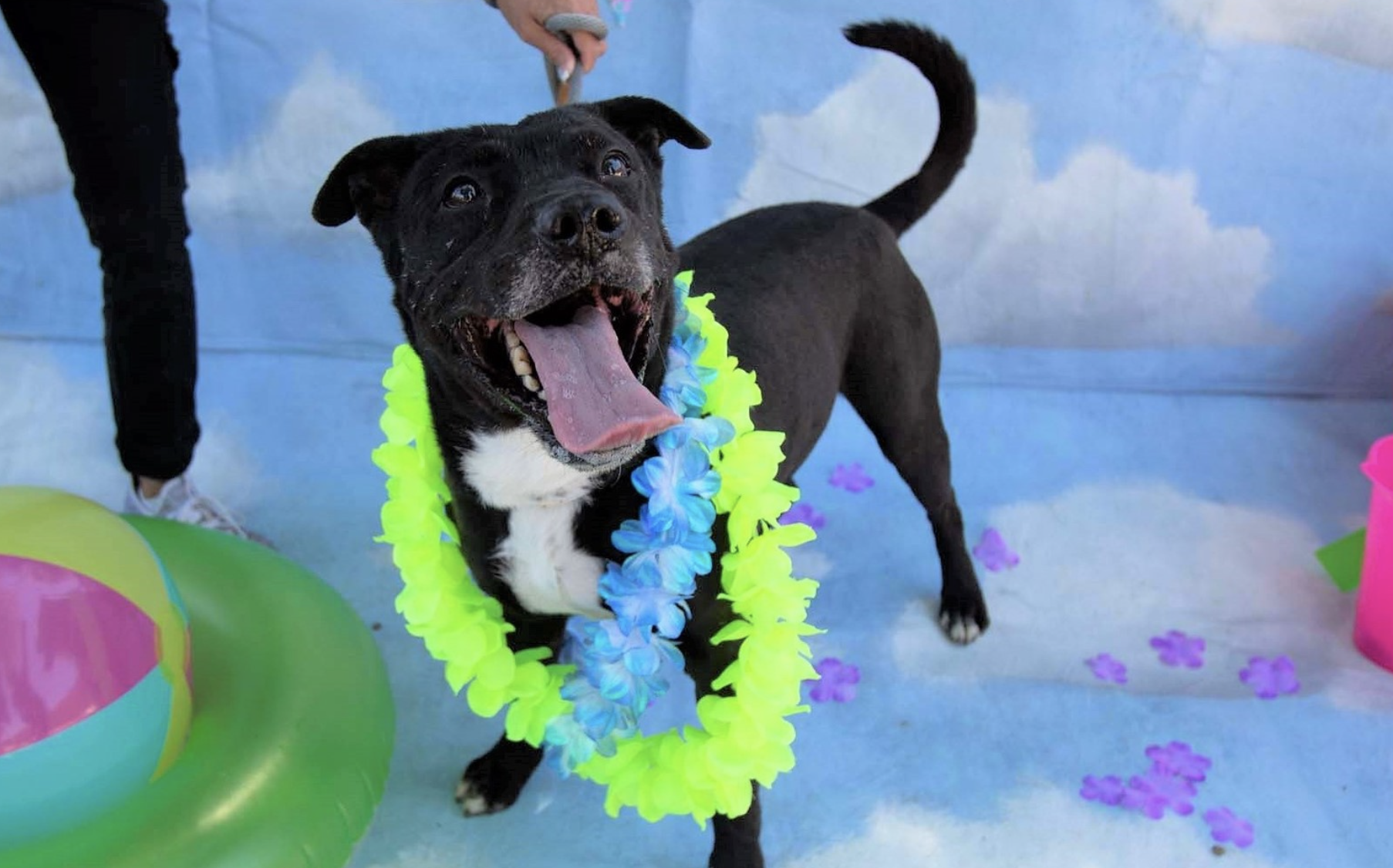 MCACC adoptable pet