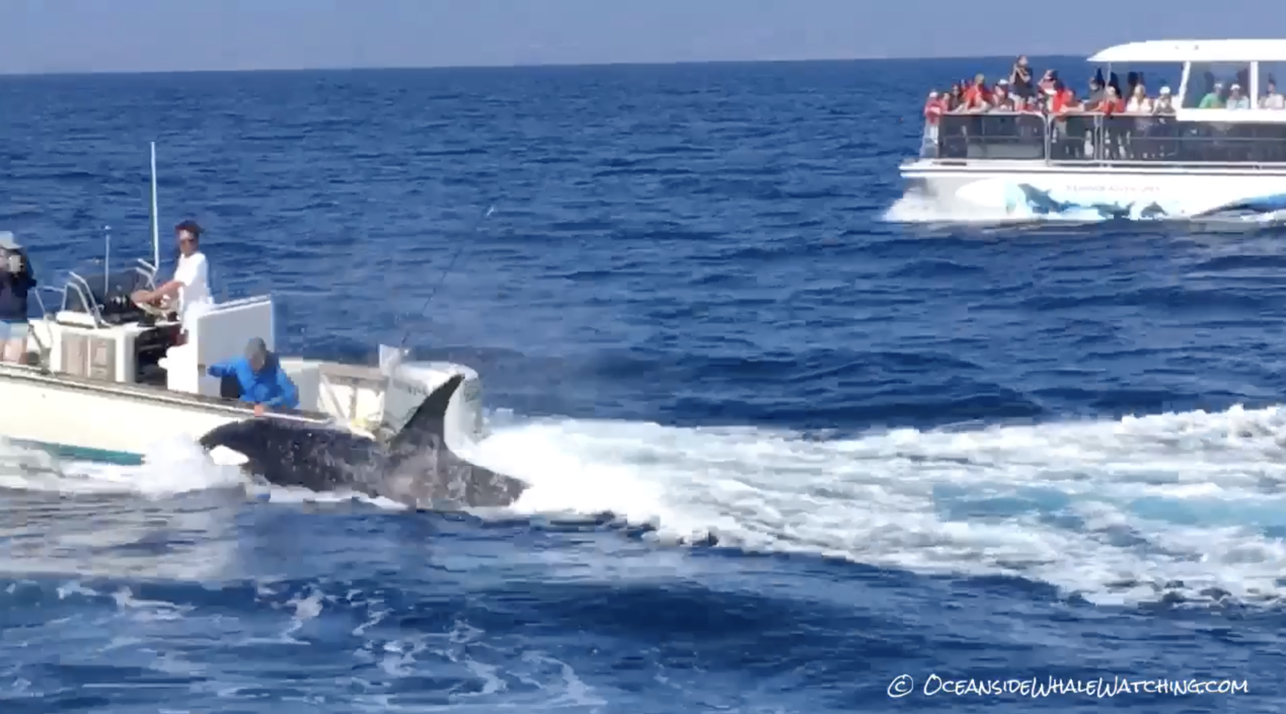 killer whale orca socal