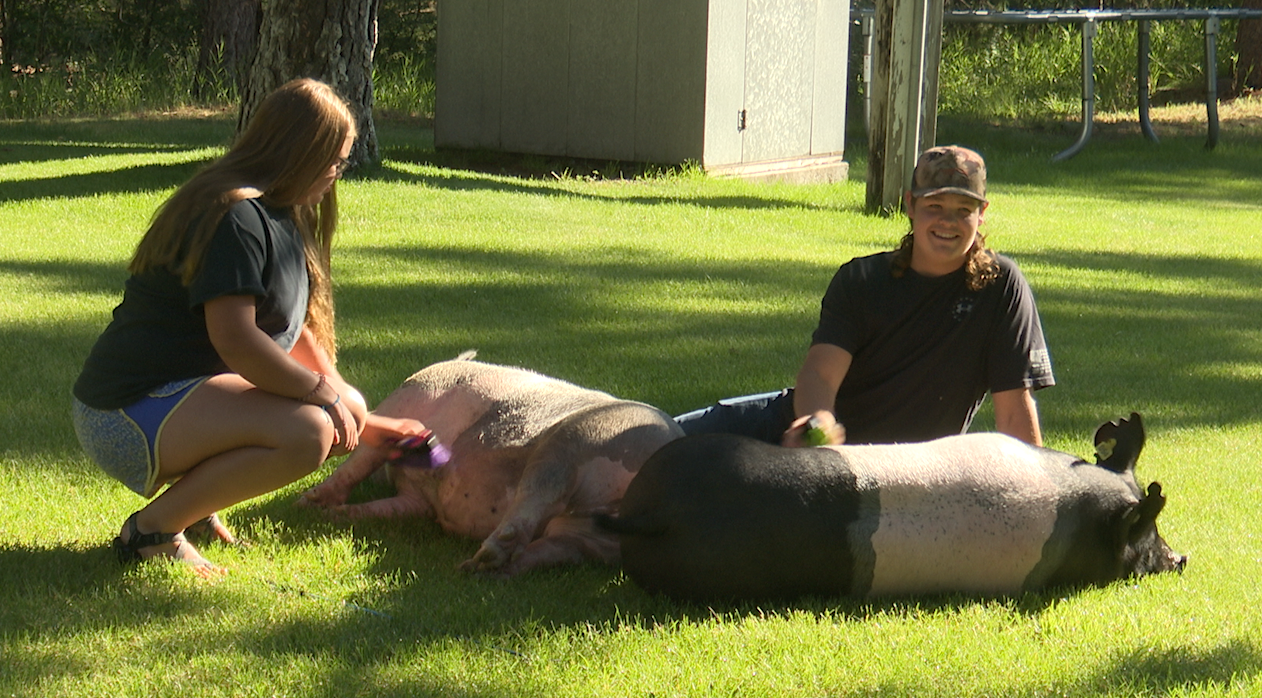 Yeske siblings learn hard work and importance of community through 4-H