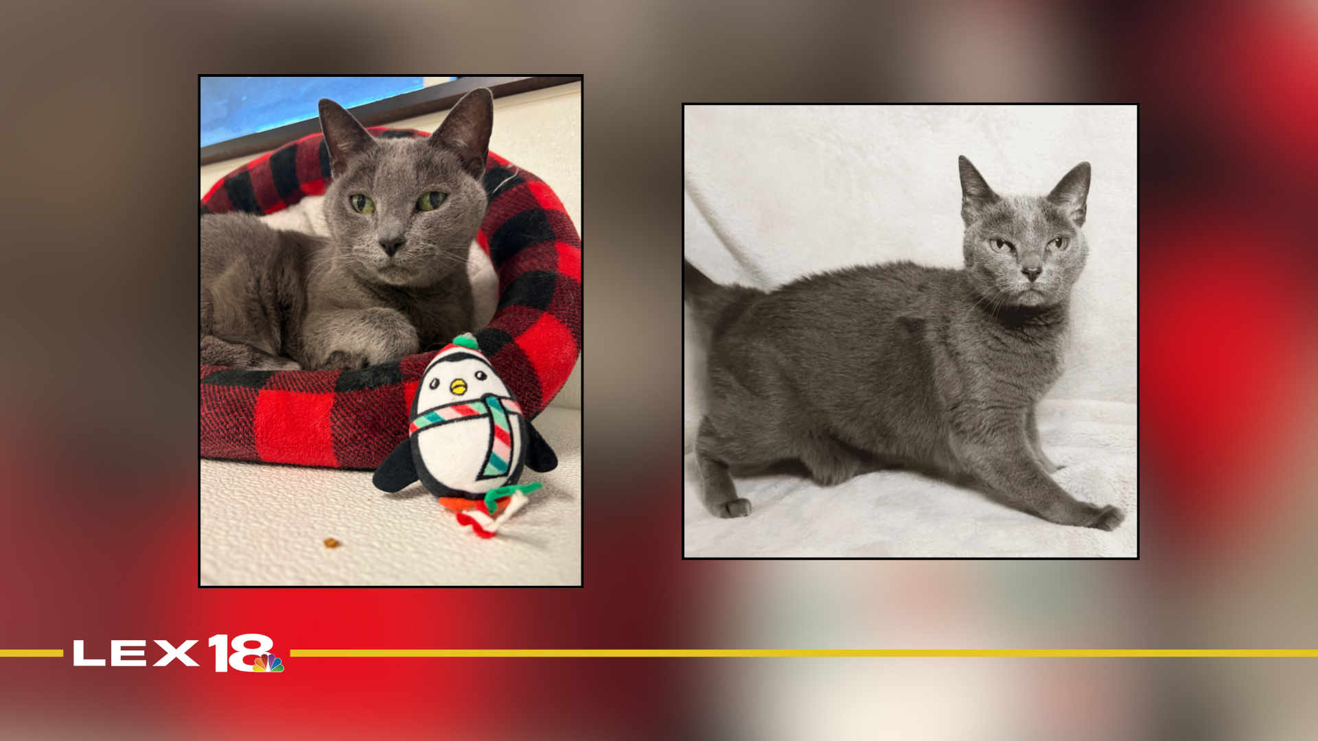 Featured Image Custom Edit.png