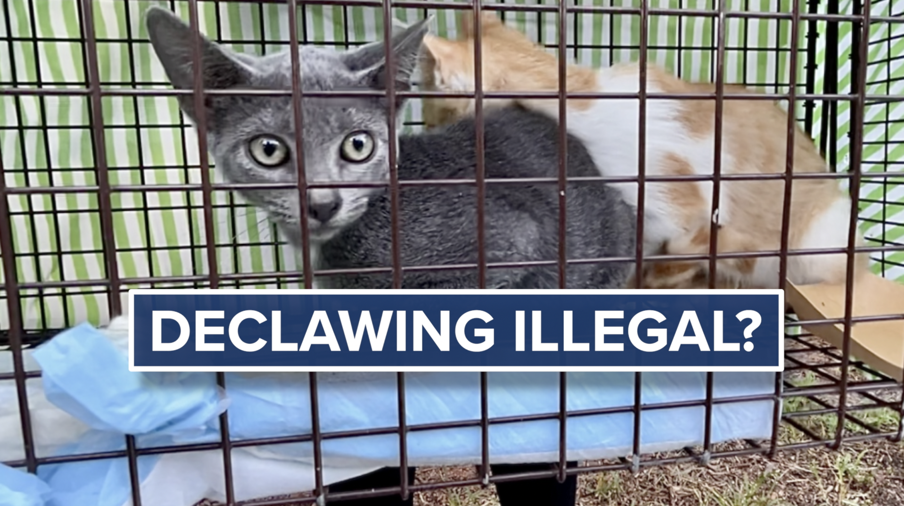 Declawing Illegal