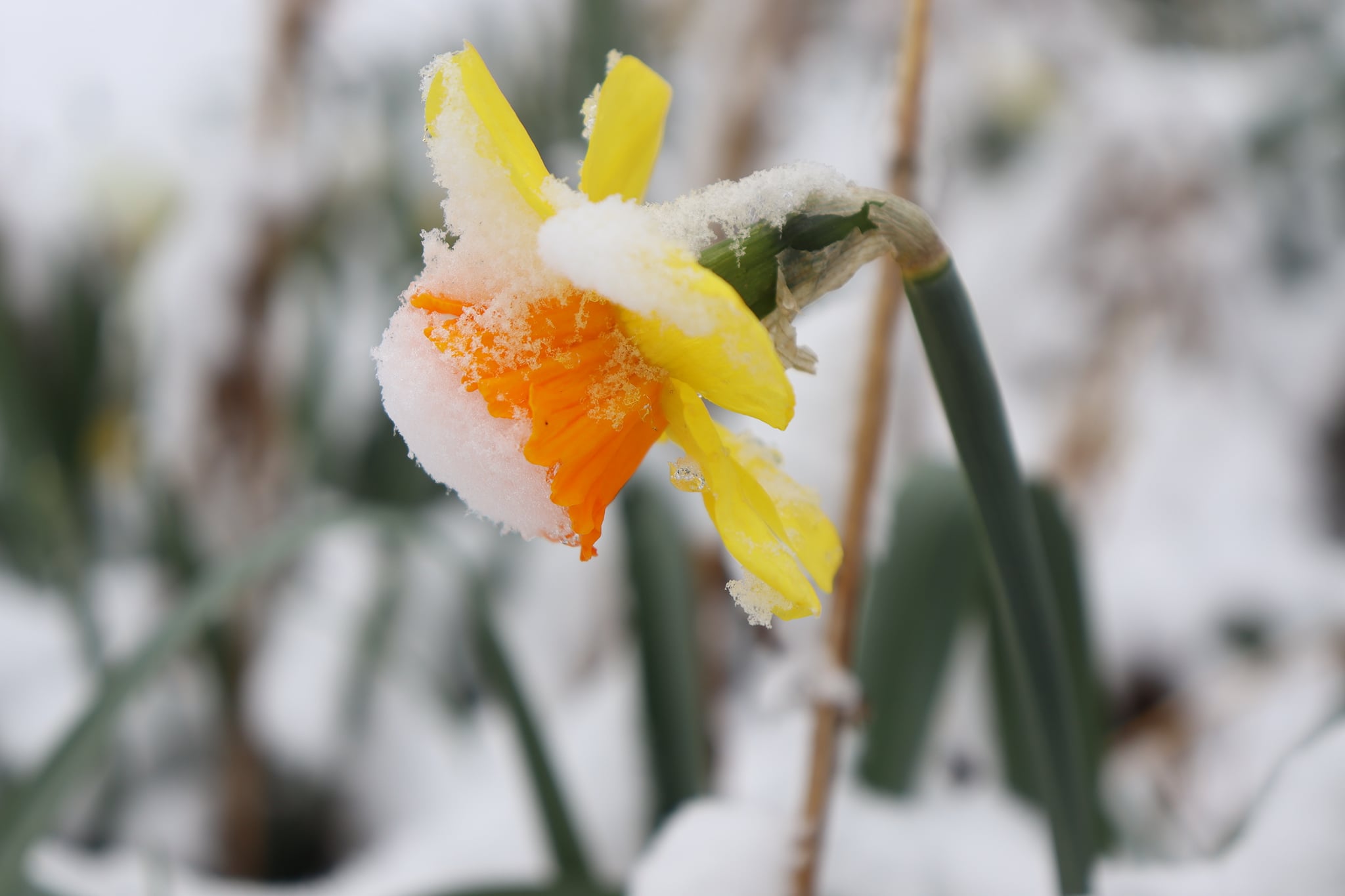 spring flower in snow.jpg