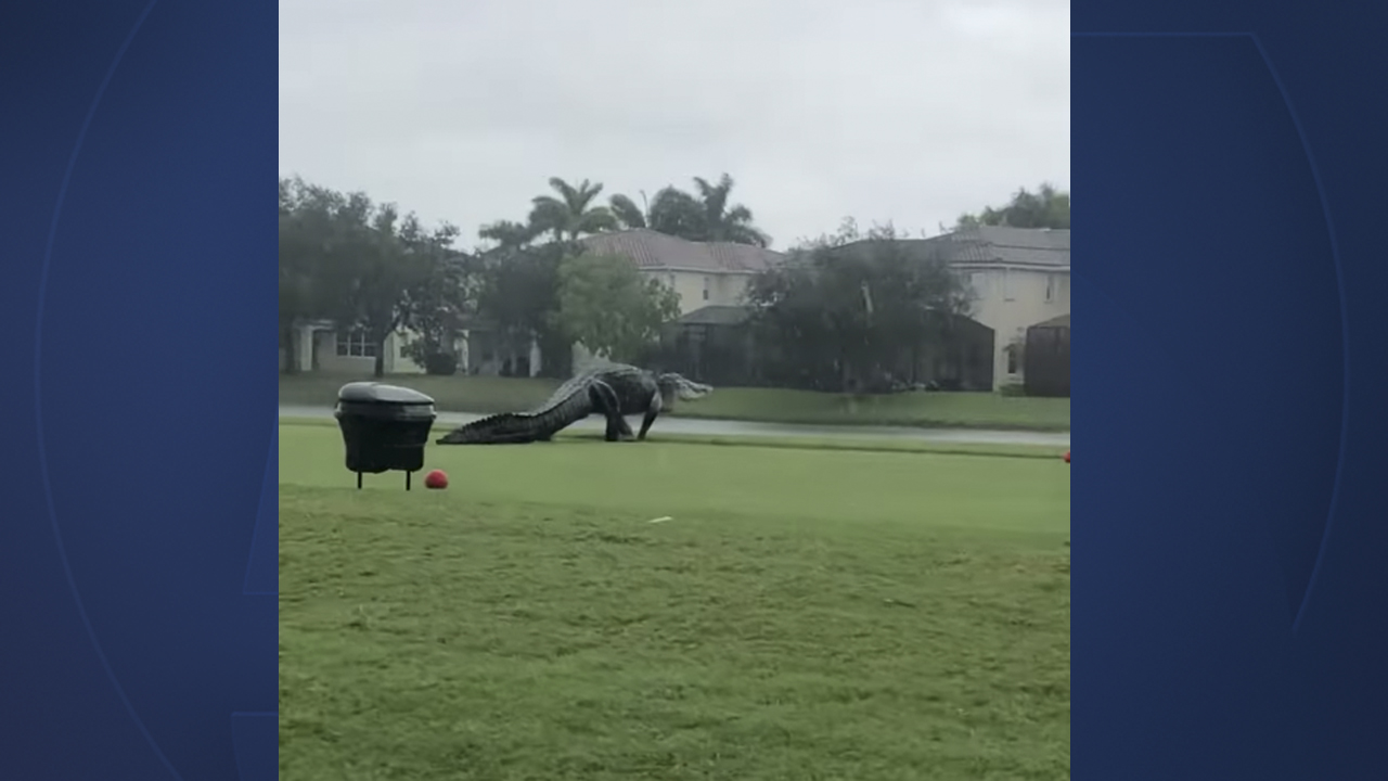 gigantic gator at Valencia Golf & Country Club.jpg