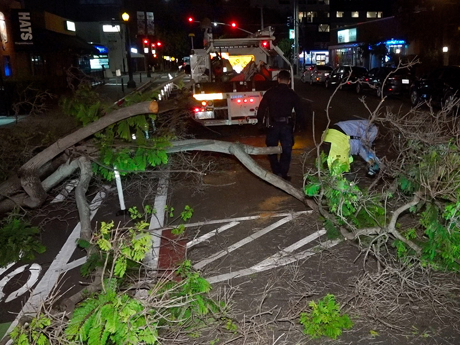 hillcrest_tree_down_hilary_082123.jpg