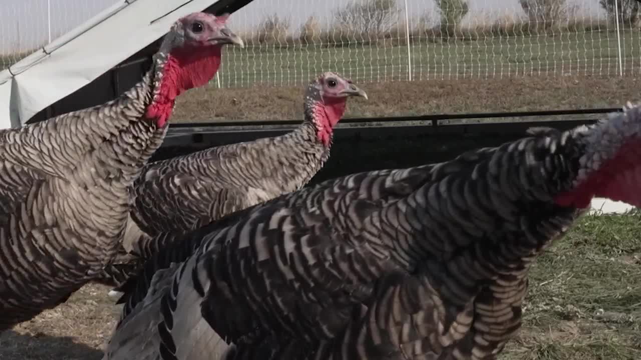 turkeys.jpg