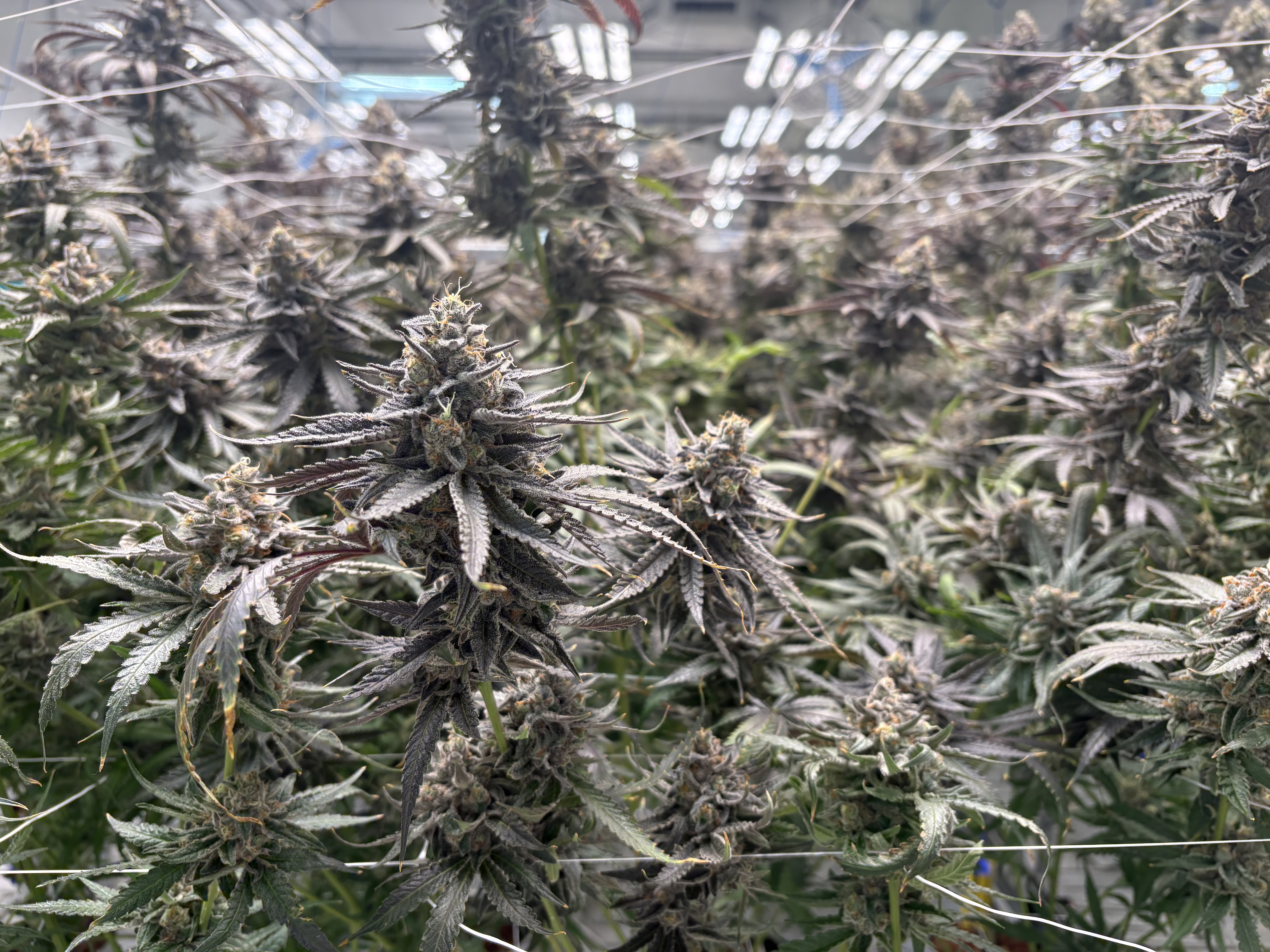 Cresco Labs Marijuana