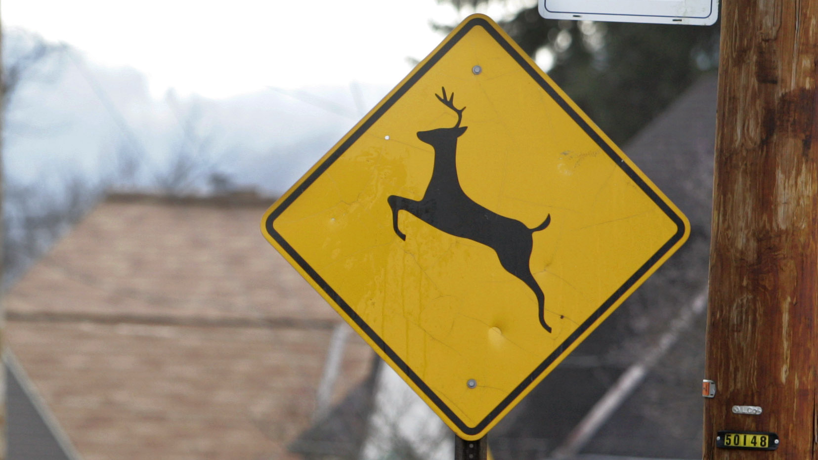 DEER CROSSING