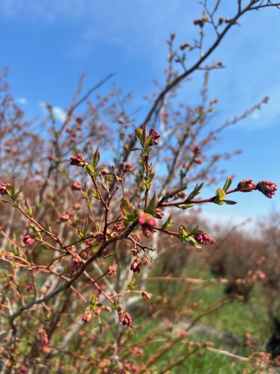 Budding Blueberries