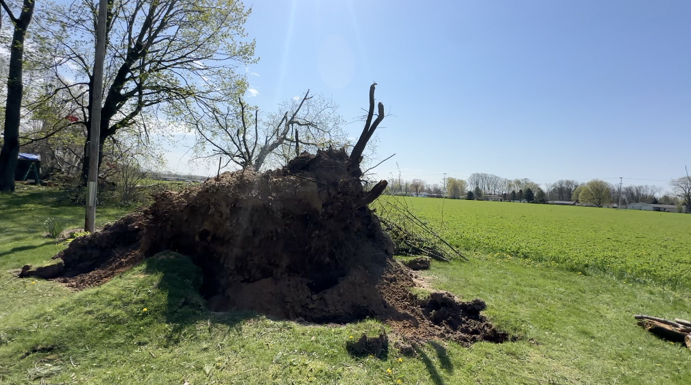 downed tree.png