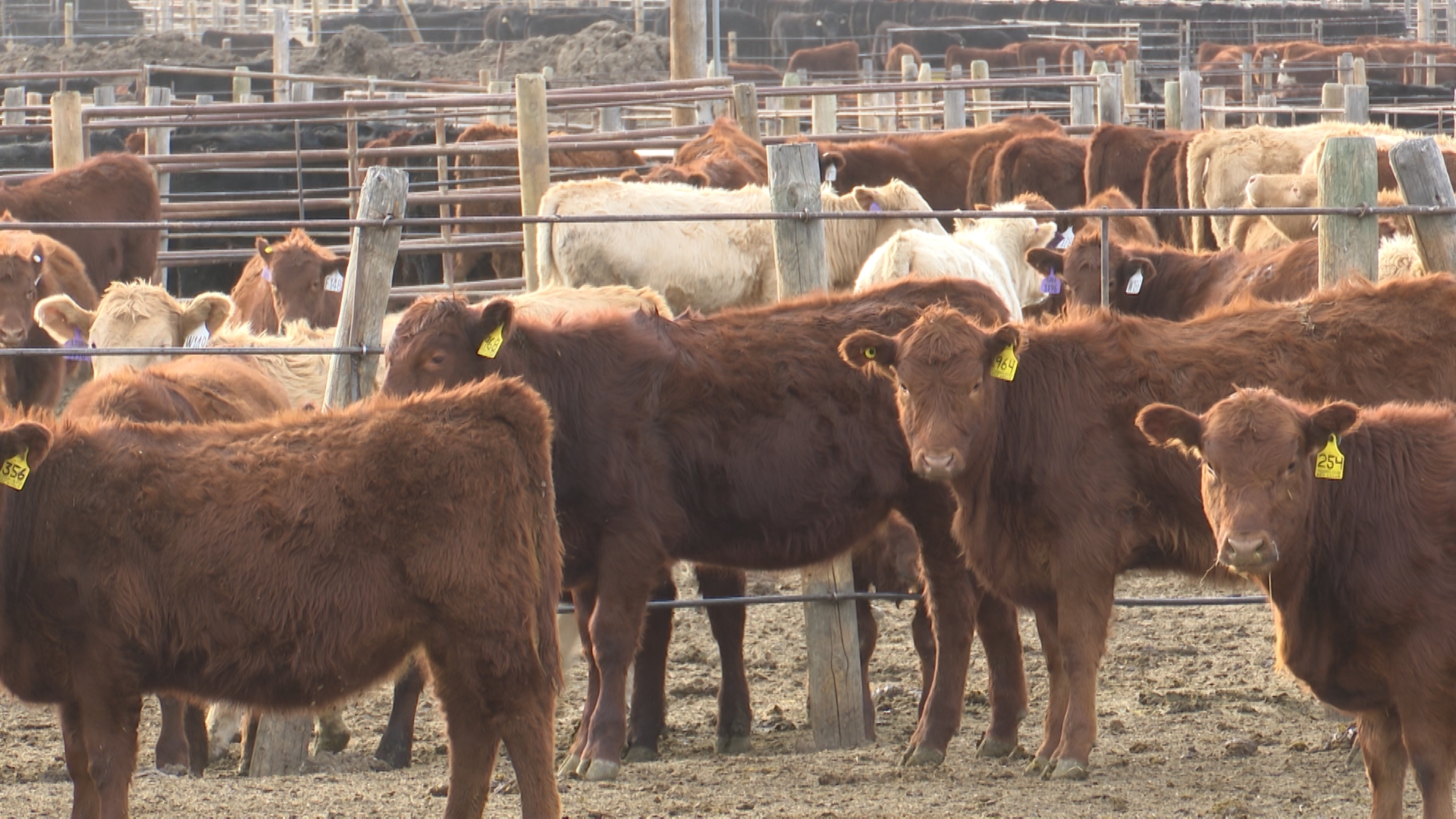 Cows from Yellowstone Cattle Feeders