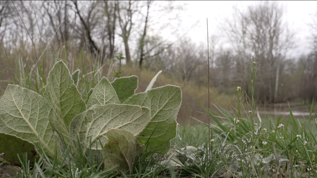 Plants at Plaster Creek