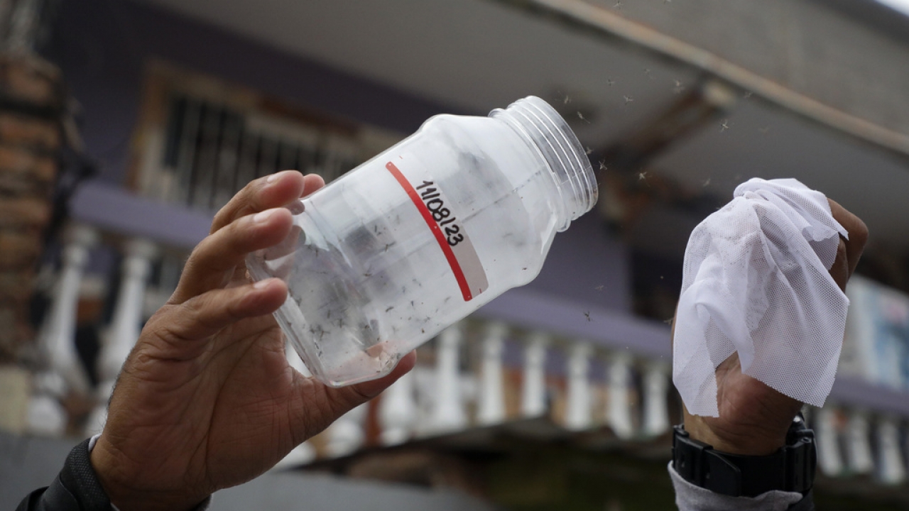 A Doctors Without Borders' worker releases laboratory-bred mosquitoes.