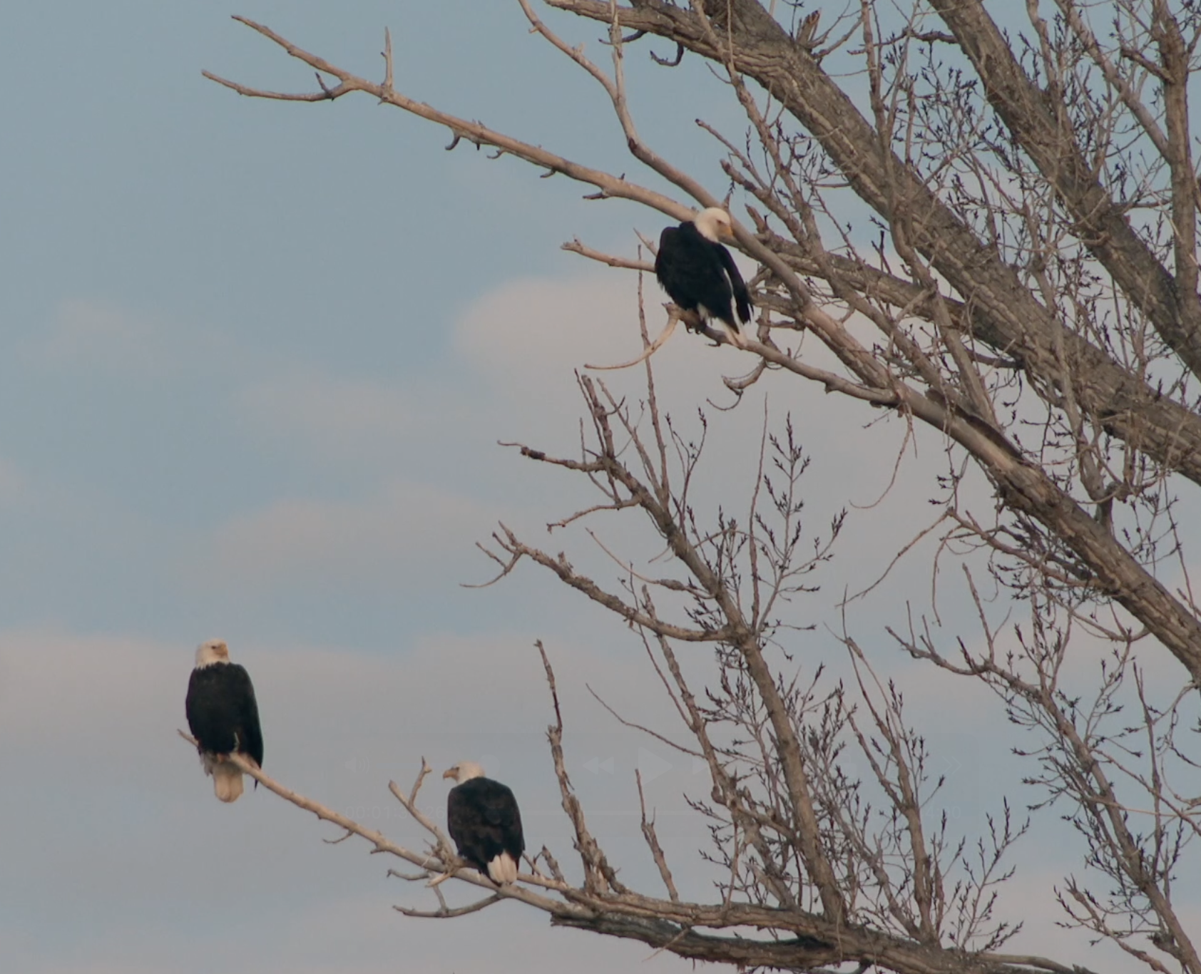 Eagles flock to Wendell/Hagerman tree