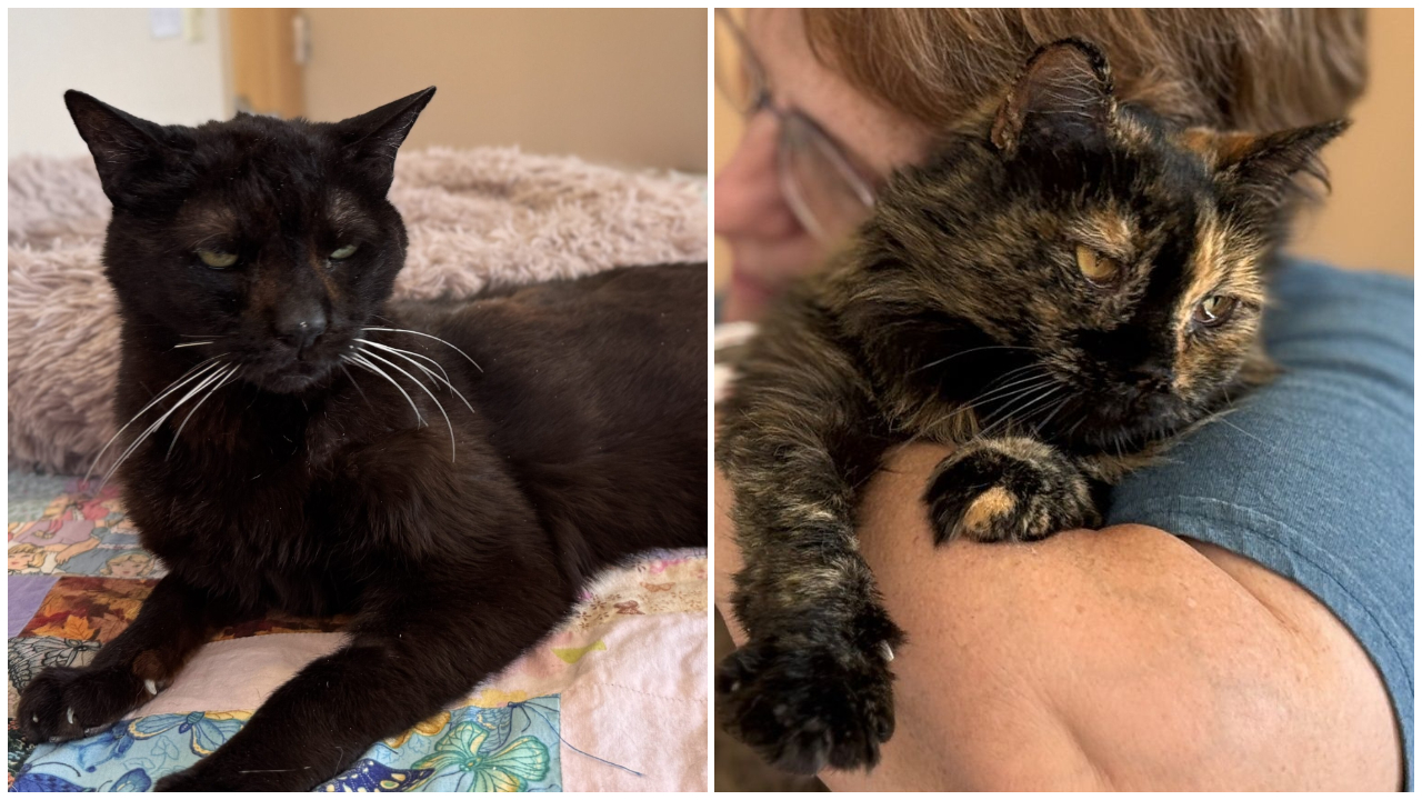 Pet Paw-see presents Pets Of The Week: LaTerra and Polly 