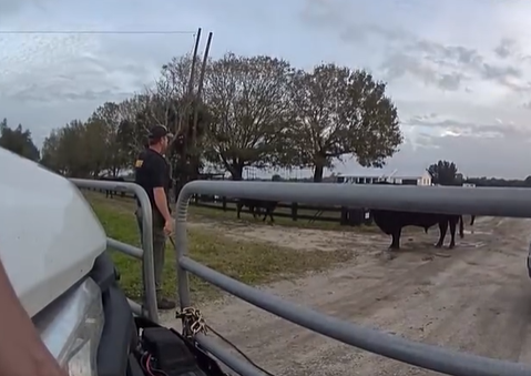 Bull on the run in Indian River County. Jan, 13, 2024.png