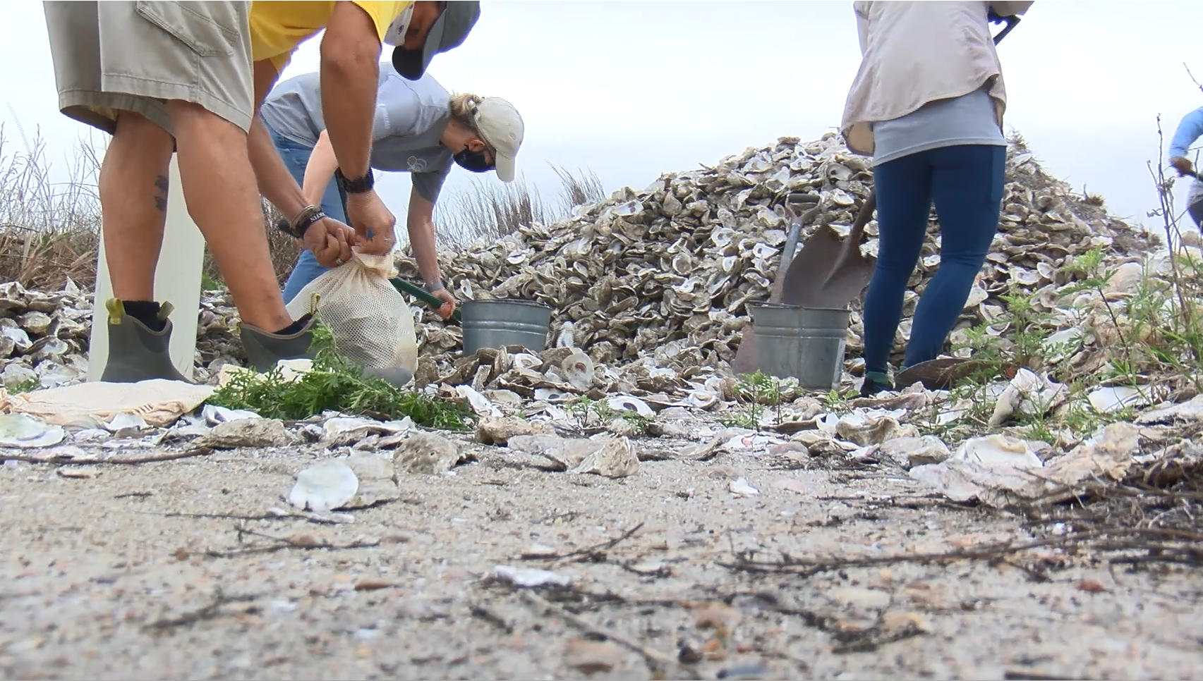 Reef restoration project takes place using recycled oysters - Vimarsana News