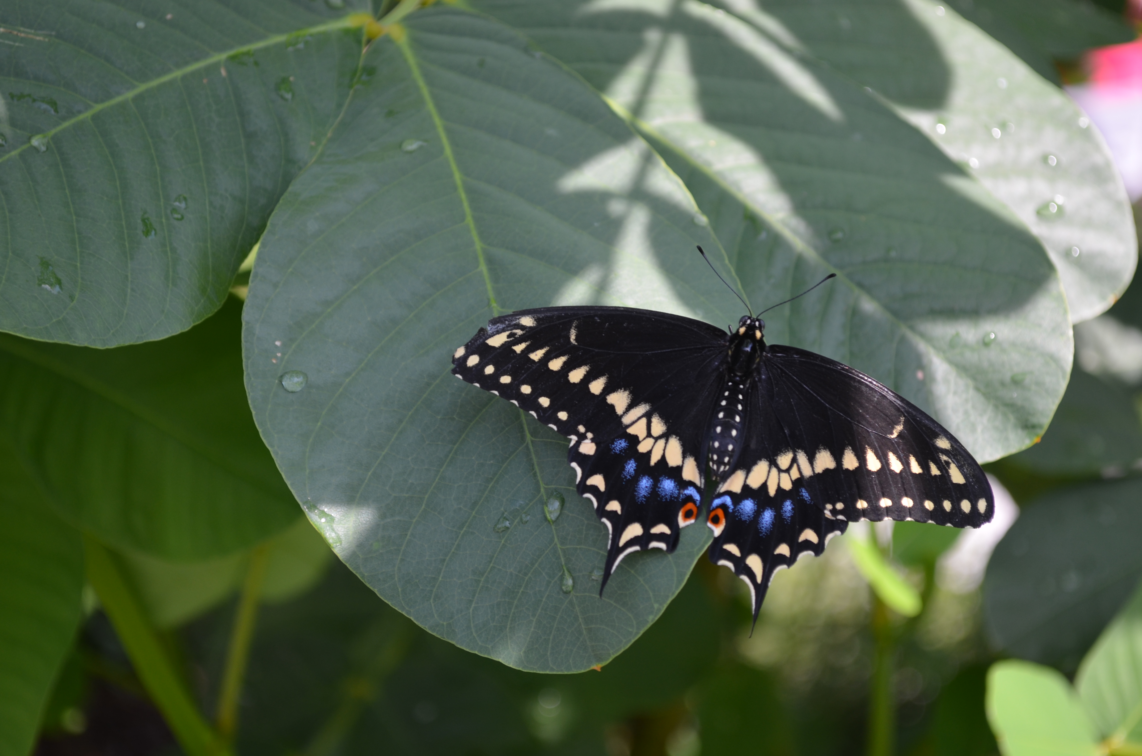 Butterfly Fest 2022-33.JPG