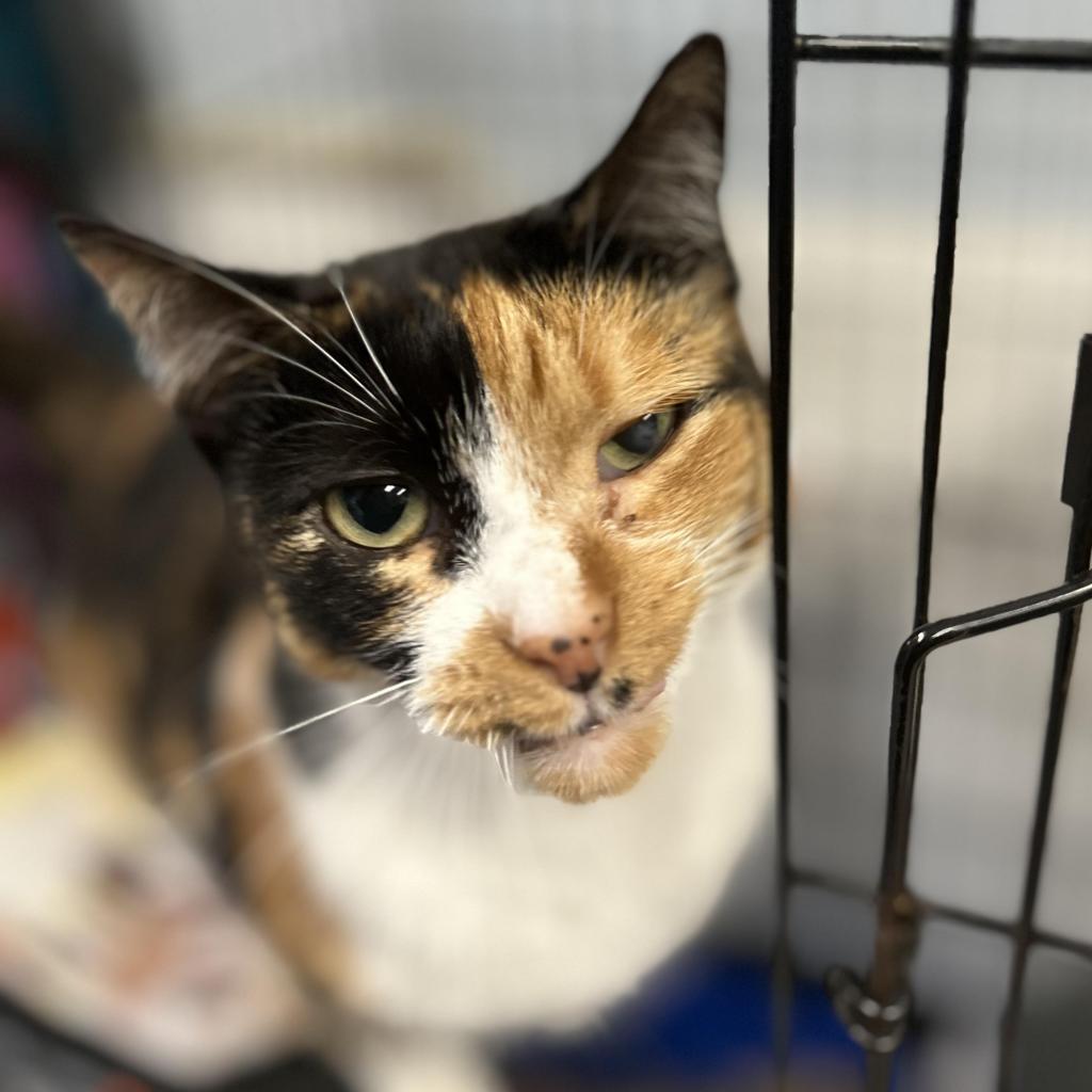 Pet Adoption Tuesday: Meet Edna!