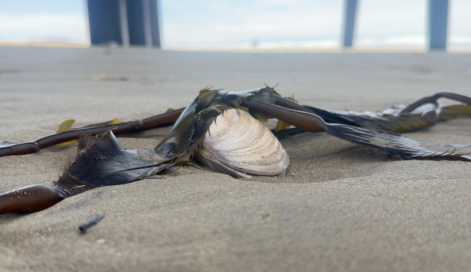 Pismo Beach Clams