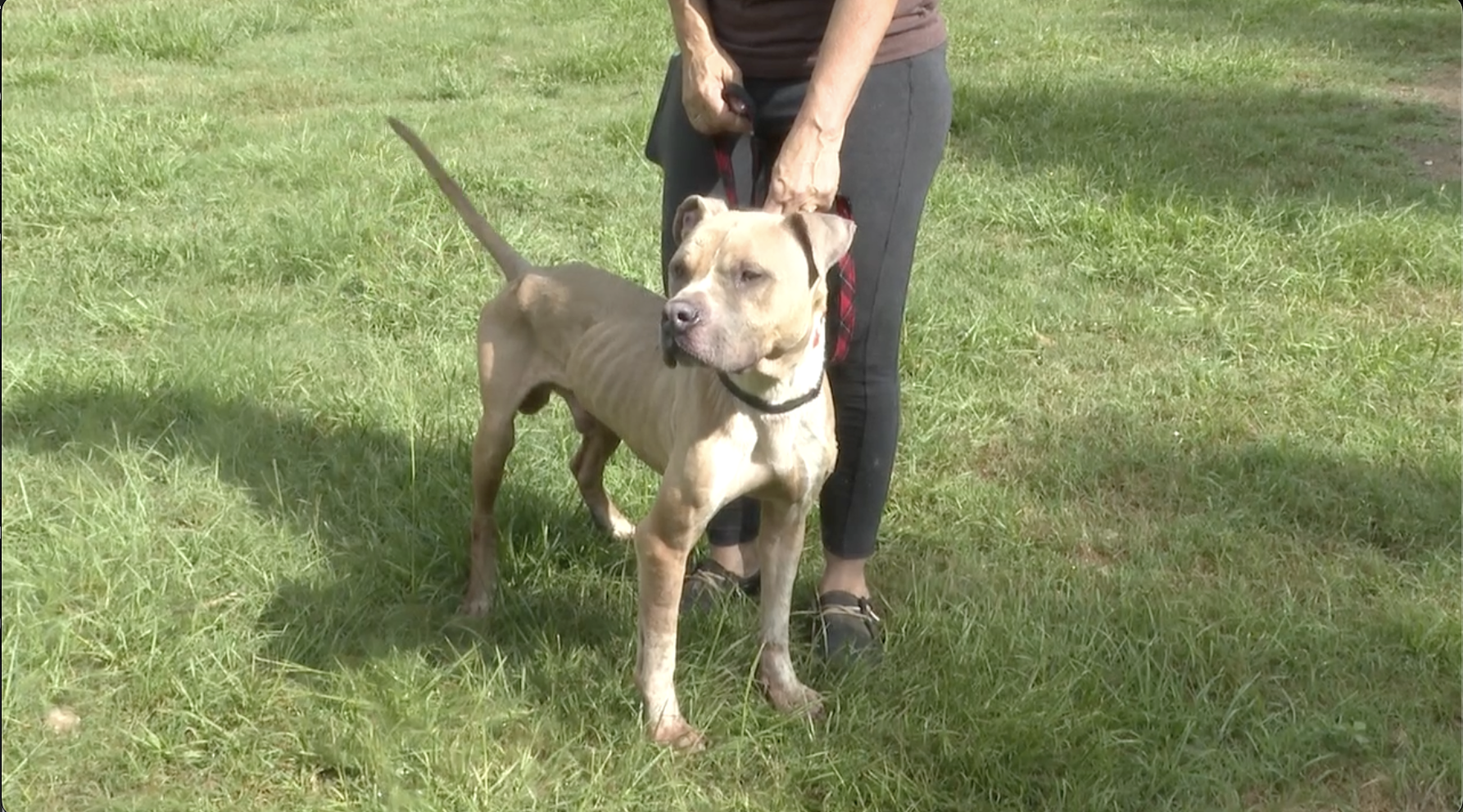 Resident speaks out against animal dumping after finding malnourished dogs along county road in Snook