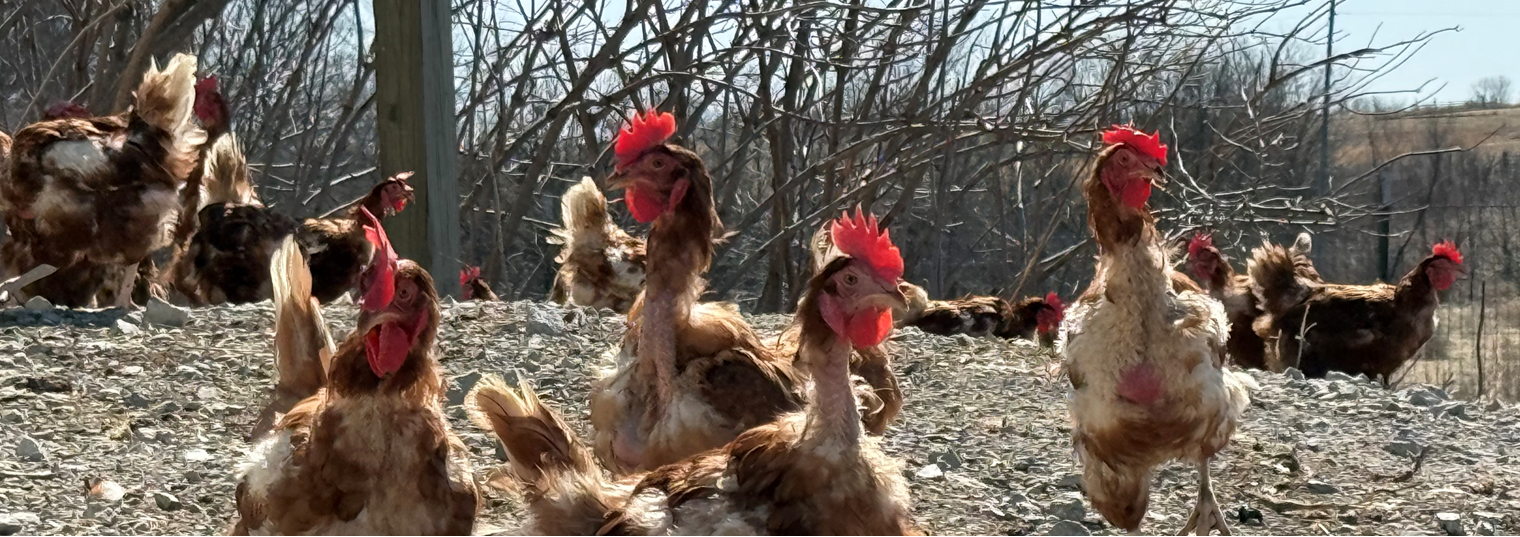 Campo Lindo Farms