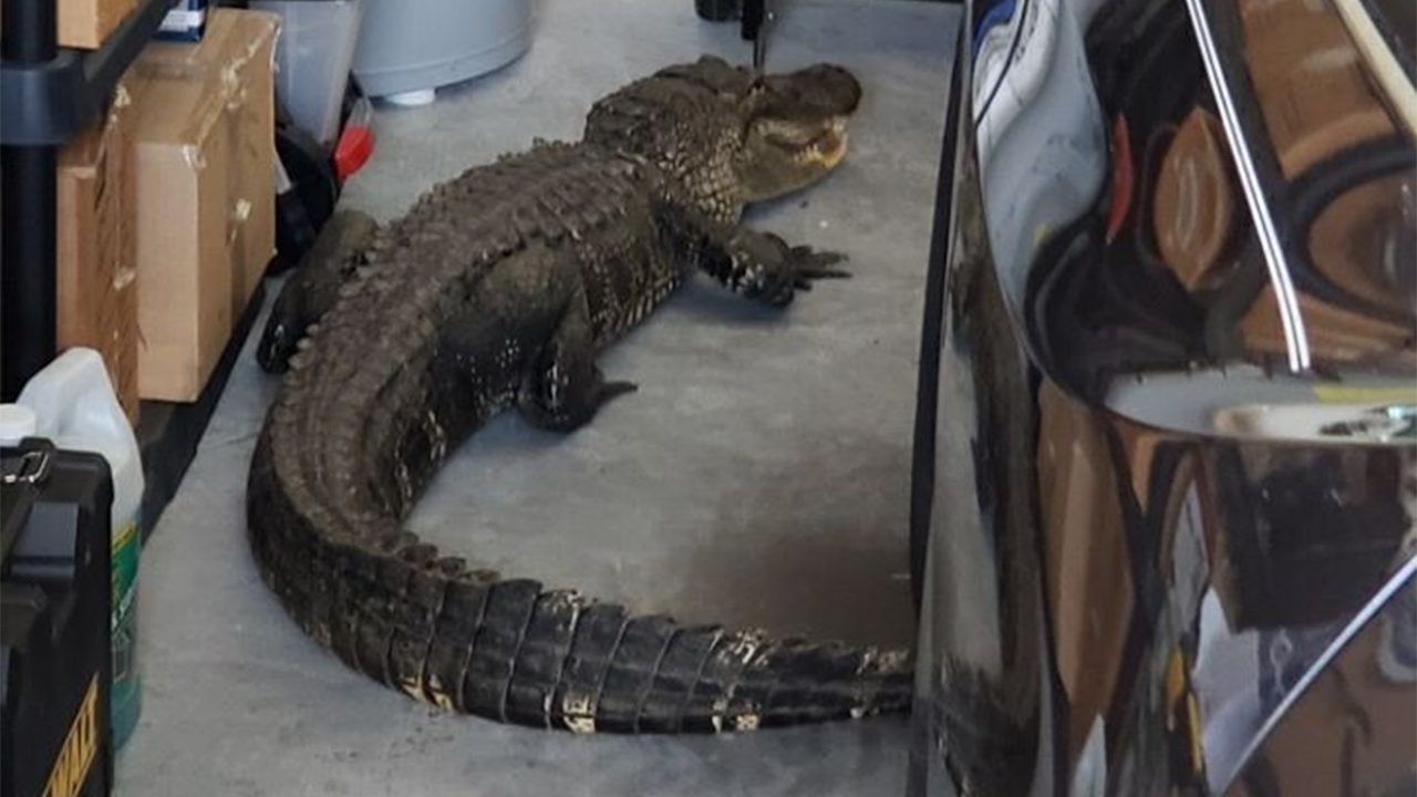WPTV-NORTH-PORT-GATOR-GARAGE-1.jpg