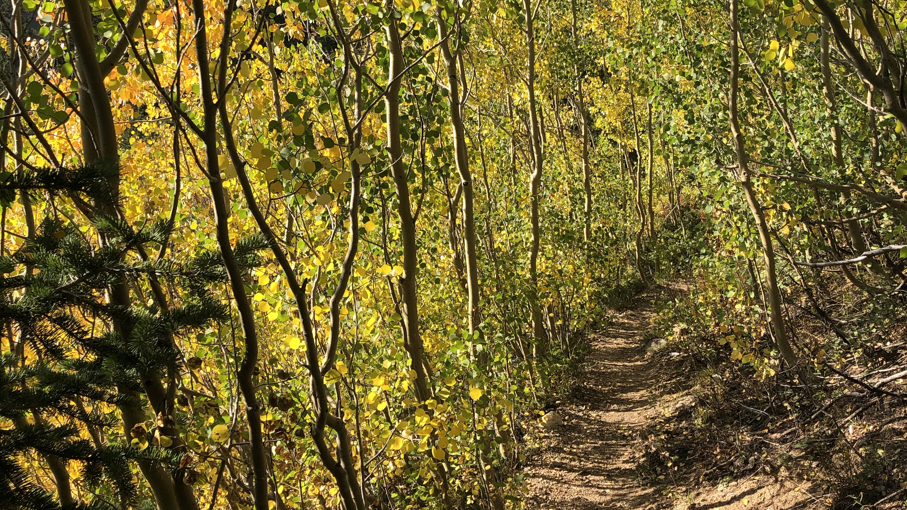 Gold aspen leaves_Watrous Gulch Trail and Bard Creek Trail_Sept 7 2021