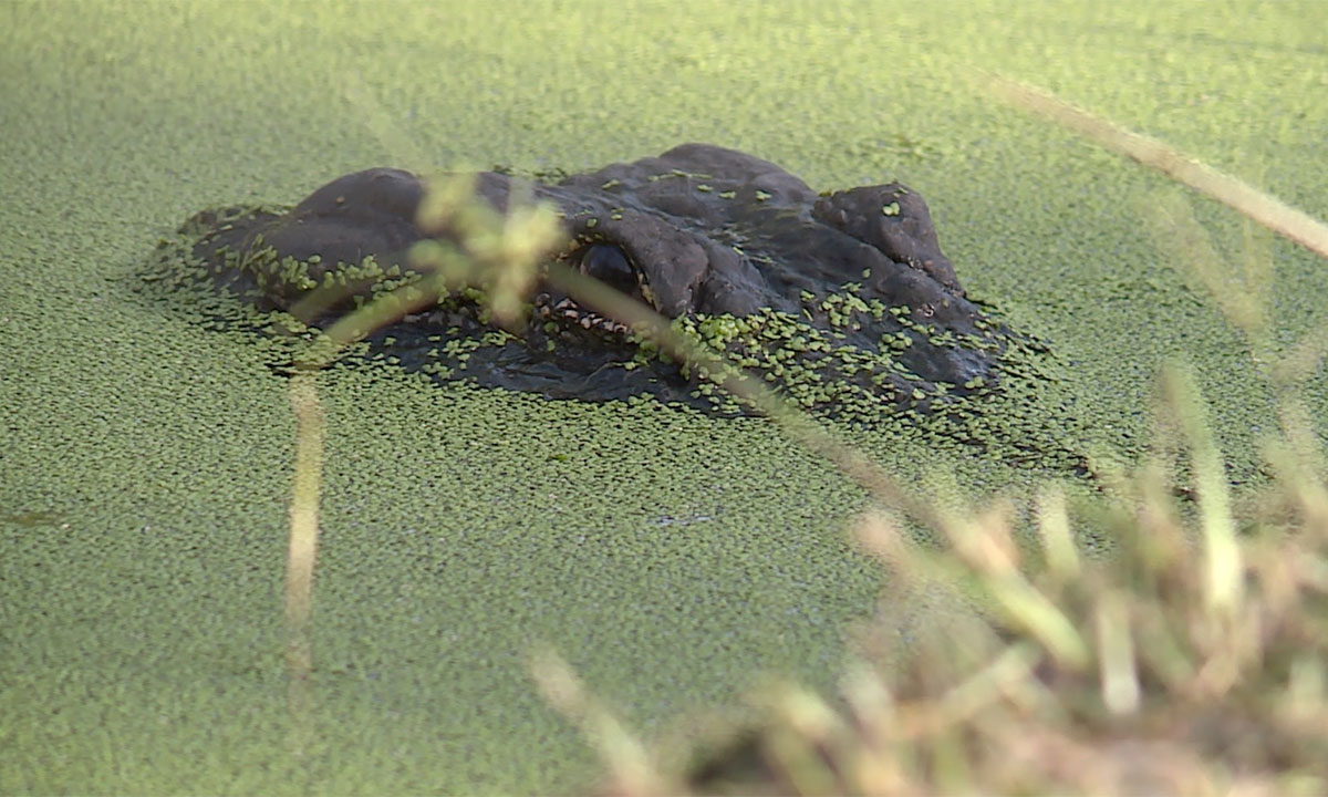 Gator in water 