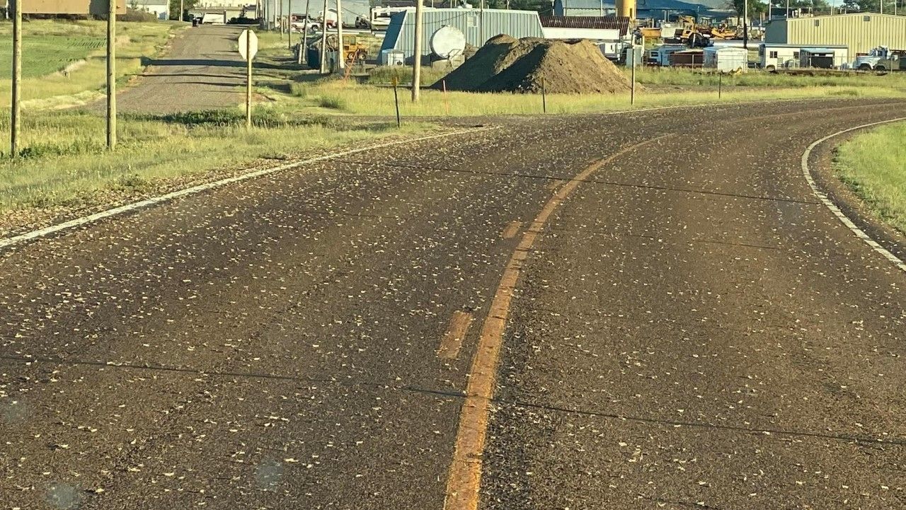 Montana Ag Network: Grasshoppers taking a toll