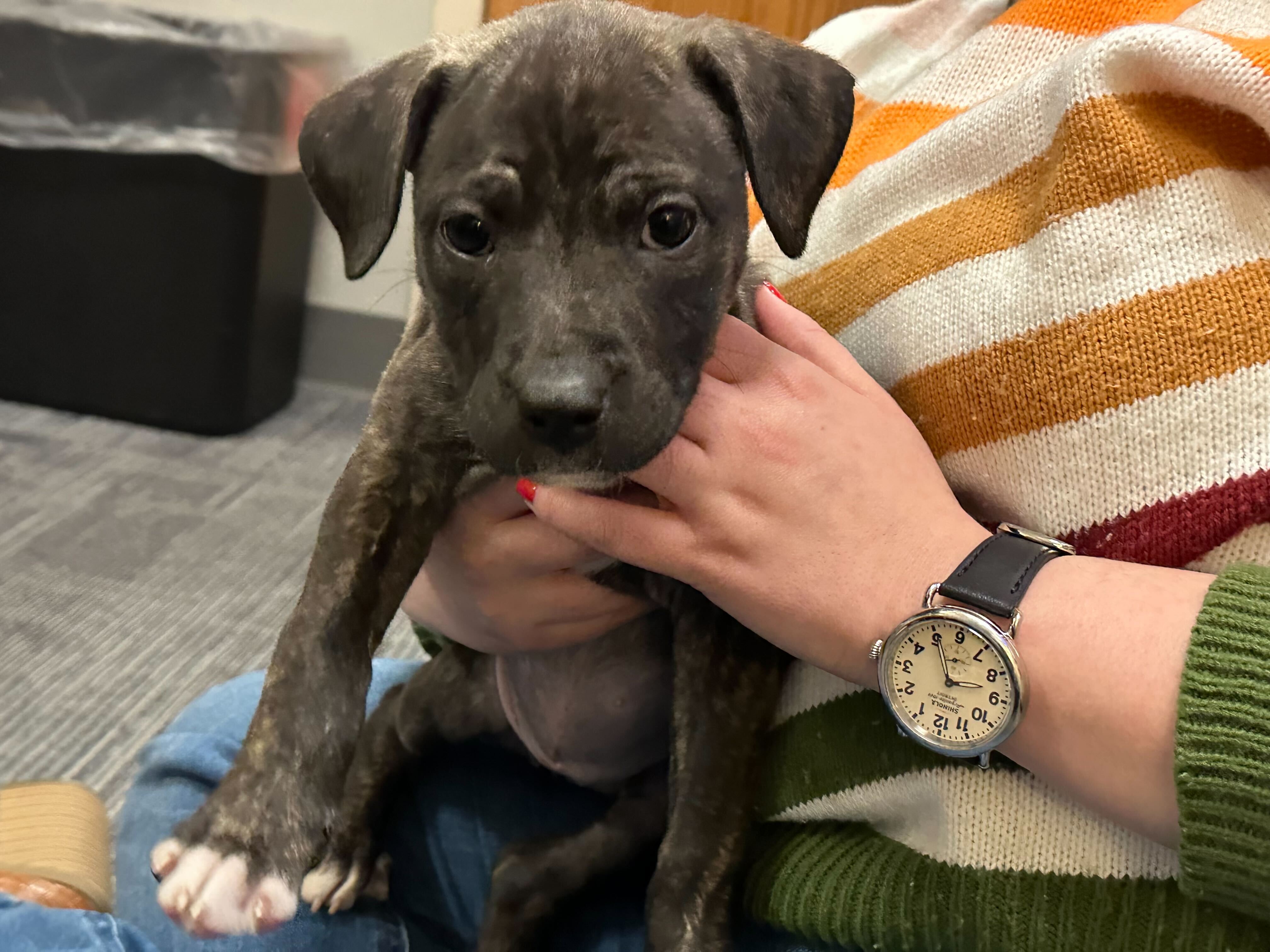 Pet Adoption Tuesday: Meet Betty