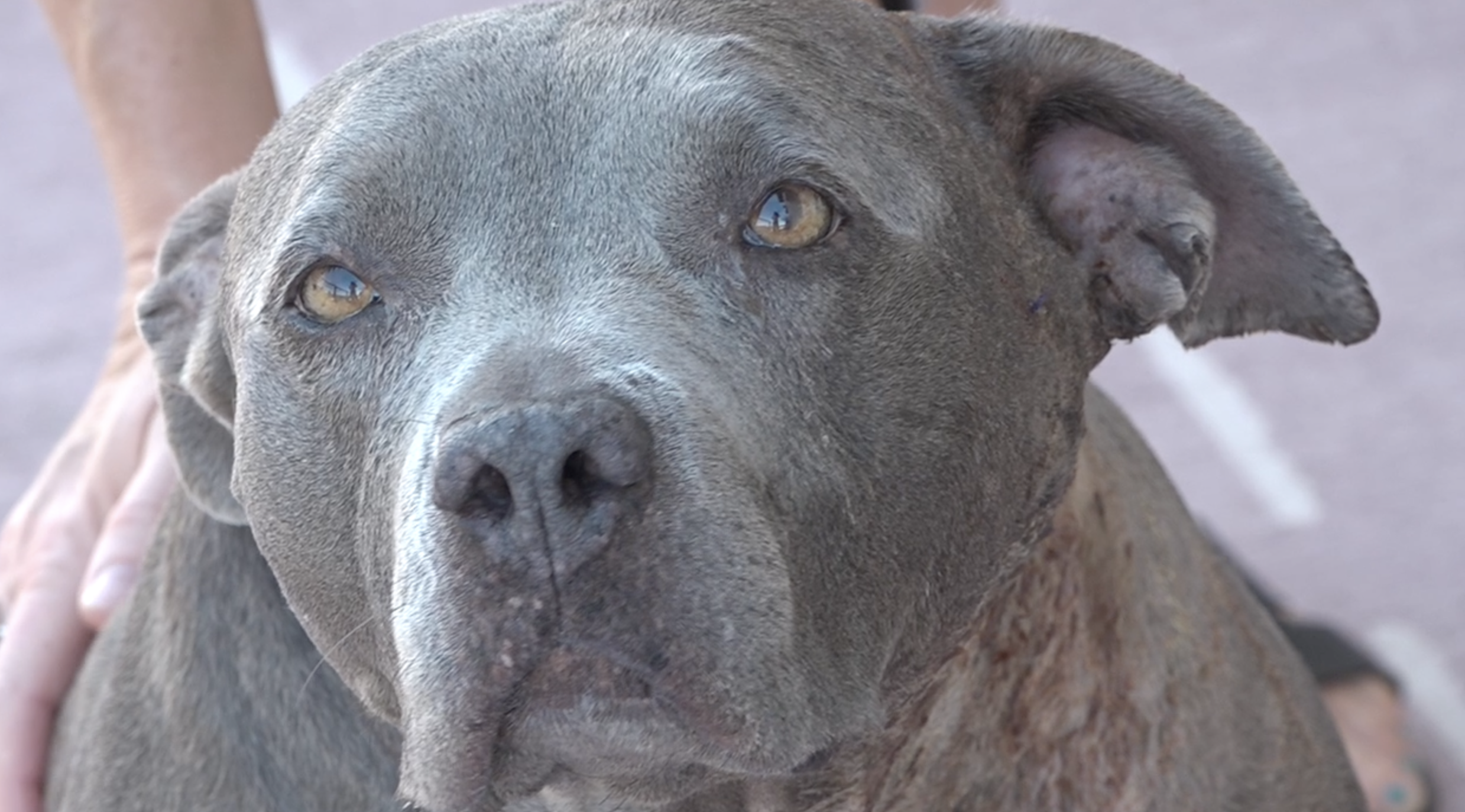 Mountain lion suspected in attack on two rescue pit bulls in Alpine neighborhood