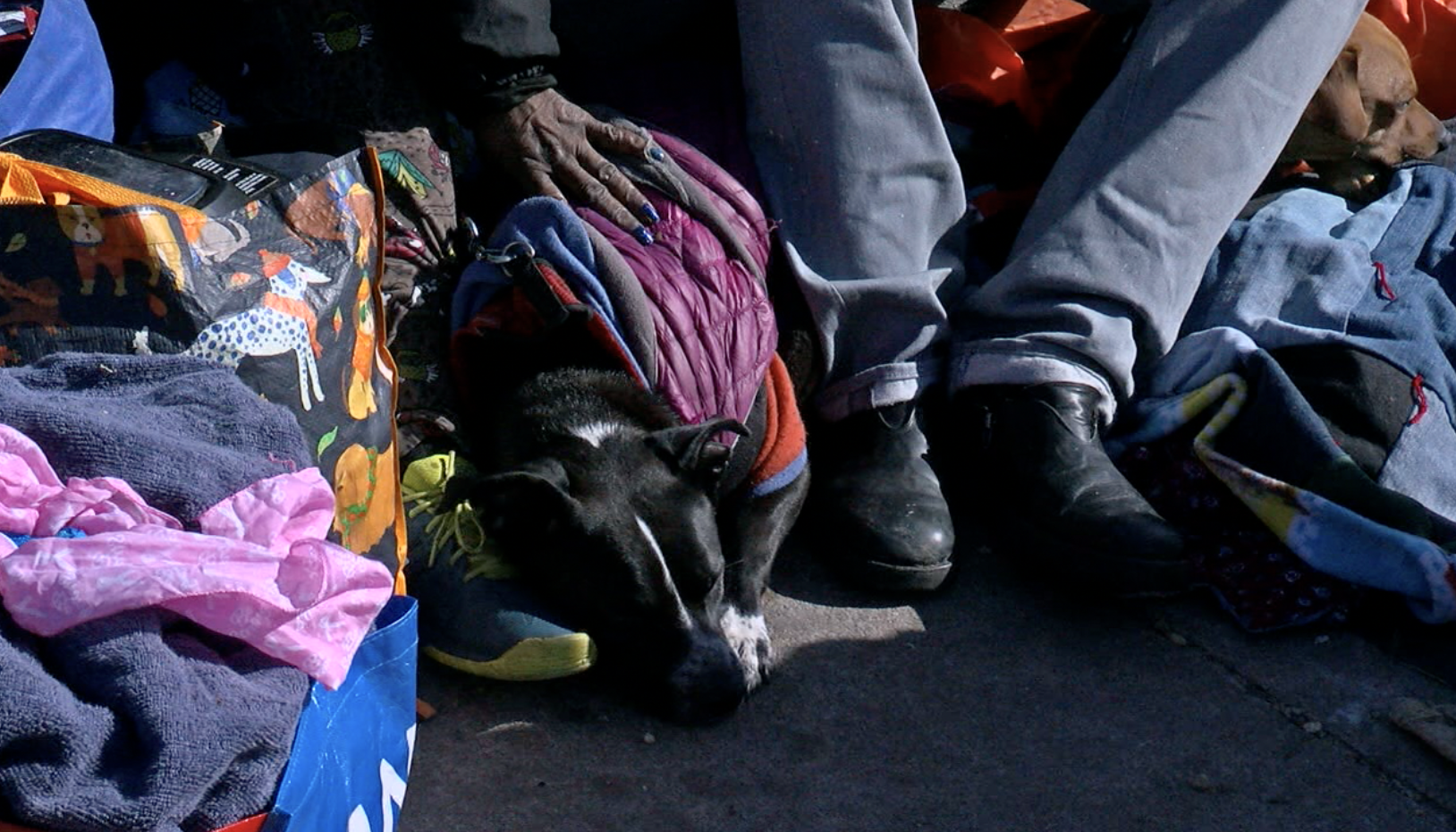 unsheltered animal