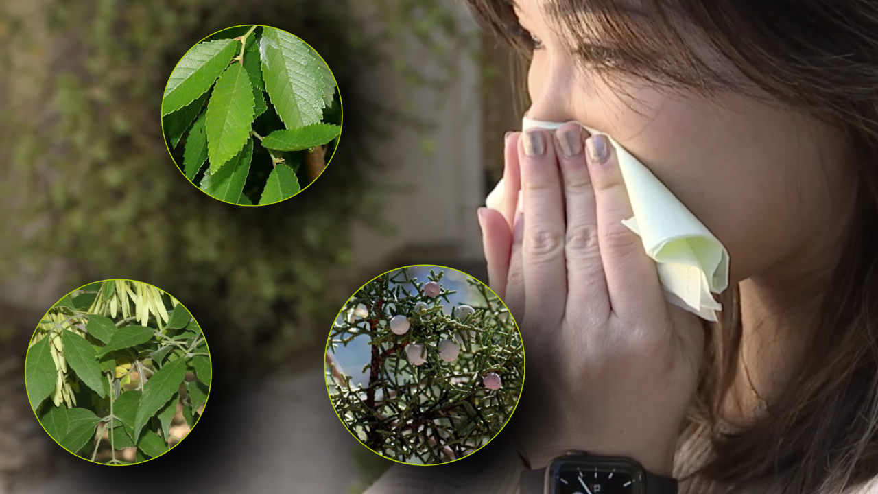 Allergy season 2025 in Las Vegas